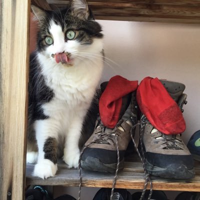 former librarian, now sort of records manager, catlover, lost in reading