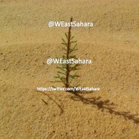 East Sahara Africa Wahy(@WEastSahara) 's Twitter Profile Photo