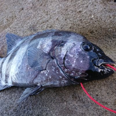 tureture55's profile picture. 石鯛,グレなど磯釣りがメインですが最近は波止でタチウオ、イカヤエン釣りも好きです。時々登山、ハイキング、サイクリング、キャンプ、😄 ネコ飼ってます😆旅行もたまに行きます☺️ほとんど釣りネタですが😝気ままにつぶやきまーす😁
 無言フォローお許しを〜m(__)m　

お気軽にフォローしてください😆