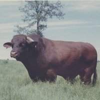 UALR Center for Arkansas History and Culture (@ualrcahc) 's Twitter Profile