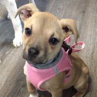 Debi Smith (@debismi69600170) 's Twitter Profile