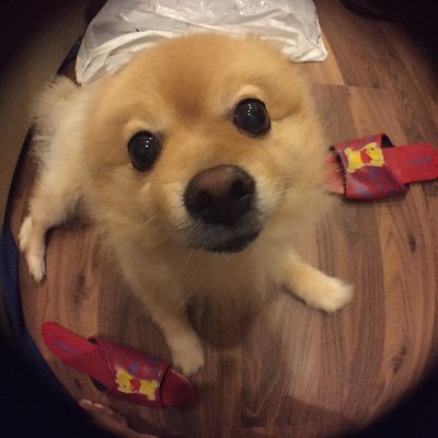 KSUesugi's profile picture. 沒辦法帶人離開地獄至少也能幫忙撥開一點烏雲。We gotta be.