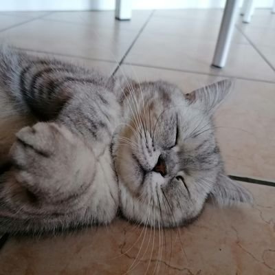 AlessioCarenzo's profile picture. 