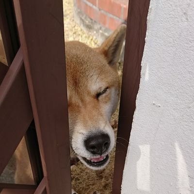 ｵｯｽ！ｵﾗ、ｲｯﾇ！🐶うたっておどってぱそこんたたいて生きてるよ！🐶そろそろ酒の飲み方を考えないといけないお年頃🐶
青空に分霊がいます🐦🐶🐶🦋