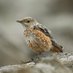 Lee Gregory (@blaenavonnature) Twitter profile photo Lee Gregory (@blaenavonnature) Twitter profile photo