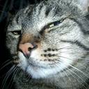 Hank Chow - @HankZC - Twitter