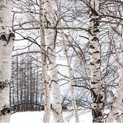 soka_shirakaba's profile picture. 創価学会非公式Twitter。日蓮仏法の生命哲学を胸に、慈悲の看護を実践する。看護は、自分の仏性に向き合いながら、相手の仏性を引き出す闘い。私たちでなければできない看護とは、使命とは何なのか。 深く強く祈り抜く。 現代のナイチンゲールとして、生命の世紀の先頭に立つ、気高き重大なる使命。先生と共に戦って参ります。