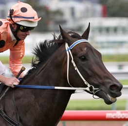 Official page for champion thoroughbred racehorse Black Caviar.