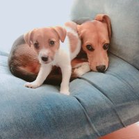 Romeo (@beagle3260) 's Twitter Profile