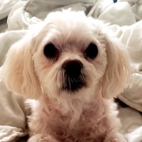 Atheist Pete๐ณ๏ธโ๐๐จ๐ฆ (@petercraigbate1) 's Twitter Profile