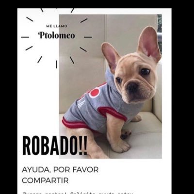 Soy Ptolomeo un frenchie macho de 3 meses que fue robado de los brazos de mi padre en Bogotá. ¡Quiero volver a casa!