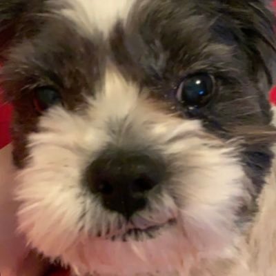 Portdog_'s profile picture. 