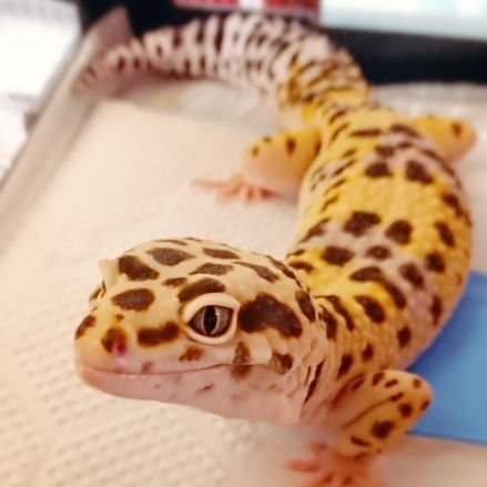 トニーくんさんのプロフィール画像
