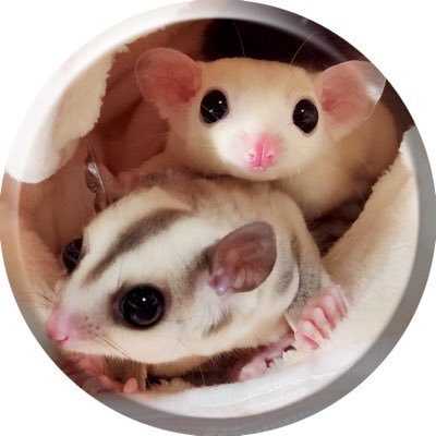 ももんが本舗 モモンガと在宅ワークと Mochico Hana Twitter