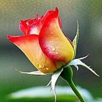 سحر صنعاء 2 (@6fly5t71lhjkmme) 's Twitter Profile