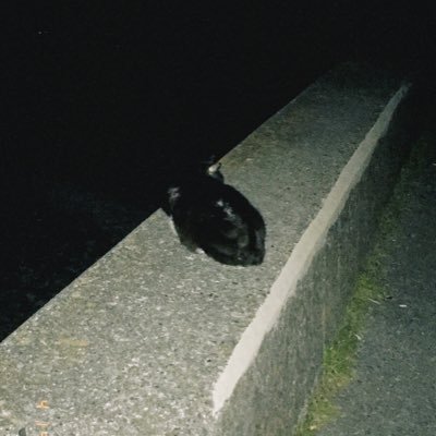 「かわいい」は正義