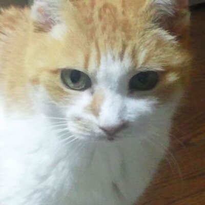 ふじおく 面白い Rt Twinavi 話題のツイート スマホのgoogleで 斜め って言葉を検索すると Http Twme Jp Tnav 00v4