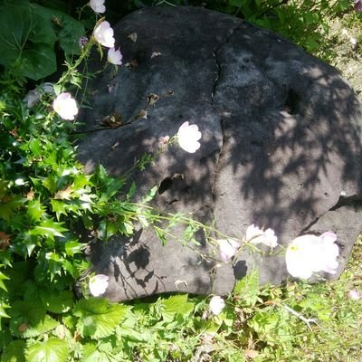 あらせん庭石さんのプロフィール画像
