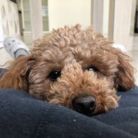 ミニ〜 (@mini11293355) 's Twitter Profile