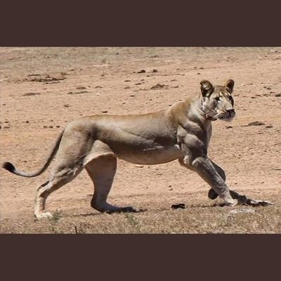 kangourou1978's profile picture. "Il y a une énorme quantité de liberté qui vient à vous lorsque vous ne prenez rien personnellement."