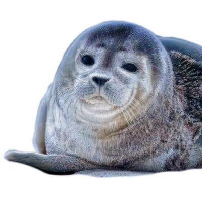 HarambeLover7's profile picture. deviantart: canvasrunner

youtube: bigchungusmusicvevo