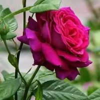 Khaled (@khaled41472023) 's Twitter Profile