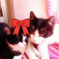 ๐พ๐๐โกโ โก๐ ๐๐๐๐ก๐๐๐๐ ๐ข๐๐๐๐๐กRT๐DM๐๐ (@keiko_621a) 's Twitter Profile Photo ๐พ๐๐โกโ โก๐ ๐๐๐๐ก๐๐๐๐ ๐ข๐๐๐๐๐กRT๐DM๐๐ (@keiko_621a) 's Twitter Profile Photo