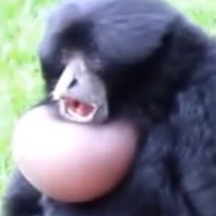 unclebernie_20's profile picture. A fat blob