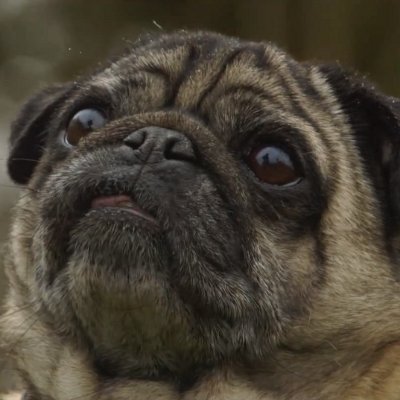LordPuggo's profile picture. 