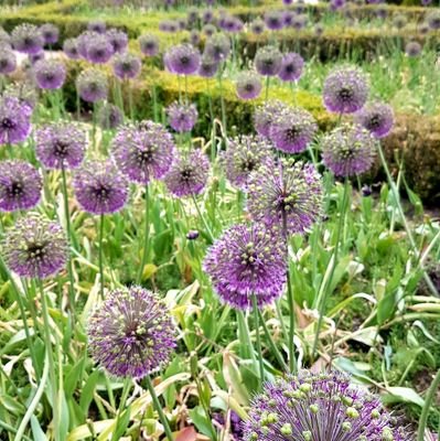 __Emilien__'s profile picture. Security analyst & Threat Hunter