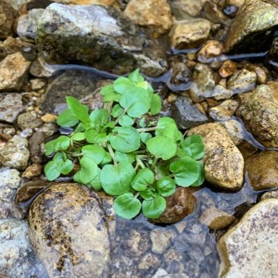 7XVSFm1GSlmsqGc's profile picture. 夫、娘、息子の４人ファミリーです。 NEMOPHILA大好き。ちゃっきーのギターに魅せられた🥸 無言フォローしてごめんなさい。🙏気軽にフォローして下さい😊