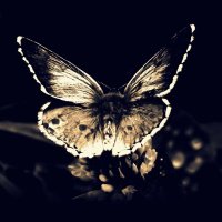 TheInsectLife (@theinsectlife) 's Twitter Profile