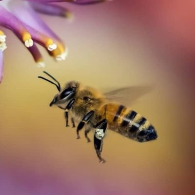 TuketimS's profile picture. Zehirsiz tarım.
Kooperatifimizi kurdukmu antalyada ilk elden doğal ürünlere kavuşacak