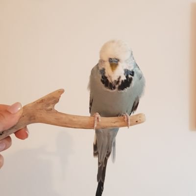 AdnanYI00034968's profile picture. Hayvan sevgisi