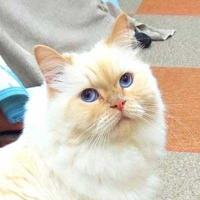 蝶子さんのプロフィール画像