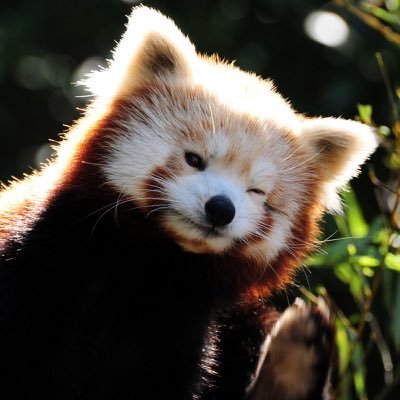 An indie business run by @mergesort, building apps and sharing what I learn. Software development & red panda stanning. Sign up for the Plinky beta @ https://t.co/qdq4Mq7pwM