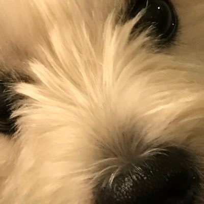 ZVWwdpOSDcBV22v's profile picture. 