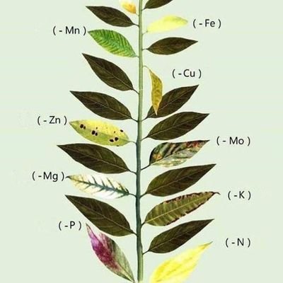 ビカクシダ そう今日も聞こえるよ 風に揺られ流れる胞子葉
肩に刺さる豪快なアガベ 想いをのっけて届けるよ水を
よく晴れた空の真下 僕らは立派な株を目指しました