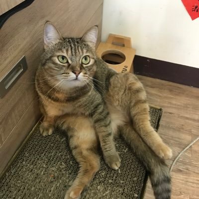 AdamsBEG's profile picture. 台灣人Taiwanese 🌶️｜🏳️‍🌈｜🌙｜🥃｜🐈 —— 平面設計 Freelance Graphic Designer - For new projects, inquiries or anything you'd like to discuss, DM me please c: