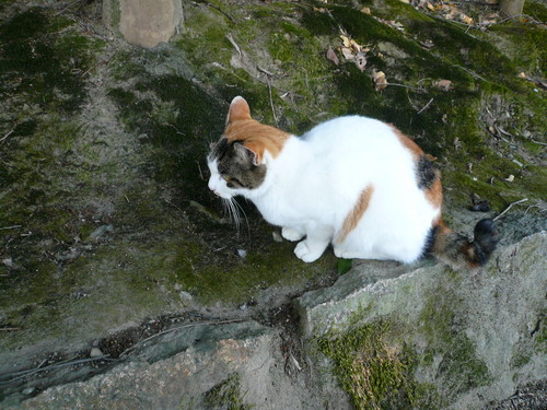 hiroenuoka's profile picture. 母親譲りの三毛が自慢の野良猫。お城の公園を根城にしているので、観光客がパトロンで食べ物に不自由しない優雅な暮らし。自称高等遊民。アニメ、ドラマ、夜更しが趣味。武者修行の旅に出るべきだと思っているが、明日にしようという結論に至る。座右の銘は廃車復活。