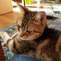篠﨑絵里子 (@erikoshinozaki) 's Twitter Profile