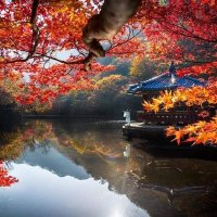 Jason Thien Vo - @JasonThienVo Twitter Profile Photo