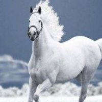 Halim Çelik (@halimcelik_1) 's Twitter Profile