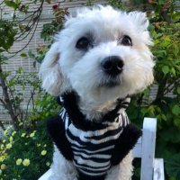 ⌘ マルプーのQoo! & パパ ⌘ (@qoowan0128) 's Twitter Profile