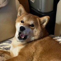 zoumotsu@ゲーム好き電工 (@zouryu) 's Twitter Profile