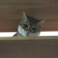 ゴー39@バド・猫・夢中 (@gou39go) 's Twitter Profile