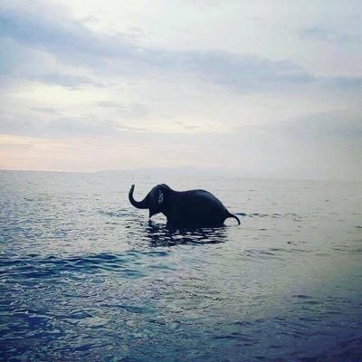 il_ruvido's profile picture. 