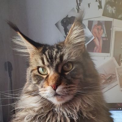 MollyBrownChat's profile picture. Chat majesté. Minoustre des queutouffues.
Je juge les gens et je les grogne
(et Merting c'est un pouilleux de sudiste😾)