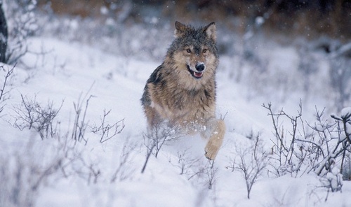 EmanuKant's profile picture. 