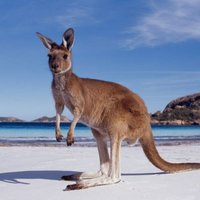 Rob McMillan🏳️🌈🇦🇺🌏 (@robmcmi06486850) 's Twitter Profile
